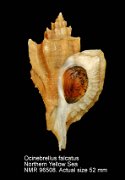 Ocinebrellus falcatus (8)